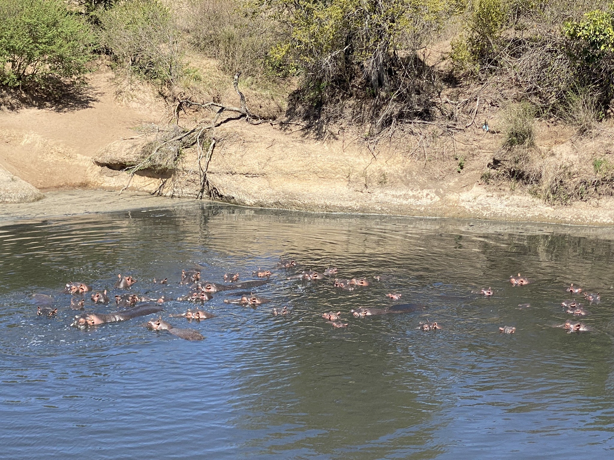 Safari Erlebnis mit Flusspferden am Seeufer