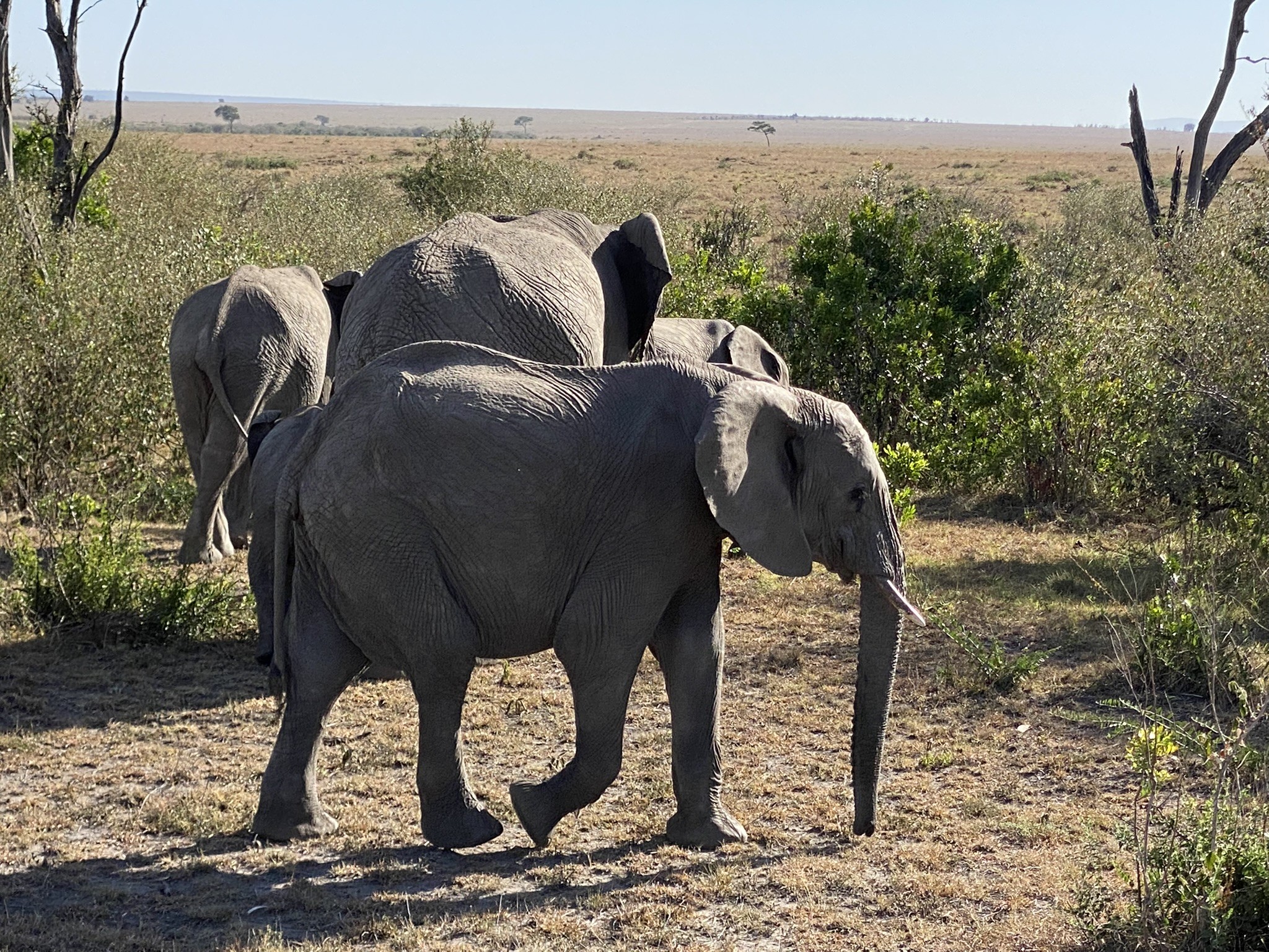 Elefanten im Amboseli National Park