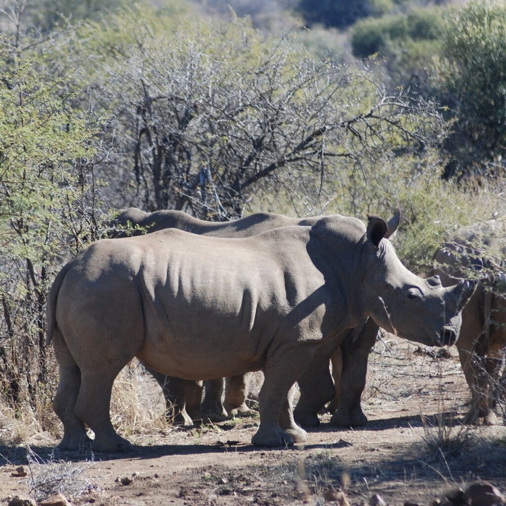 Umfolozi Game Reserve