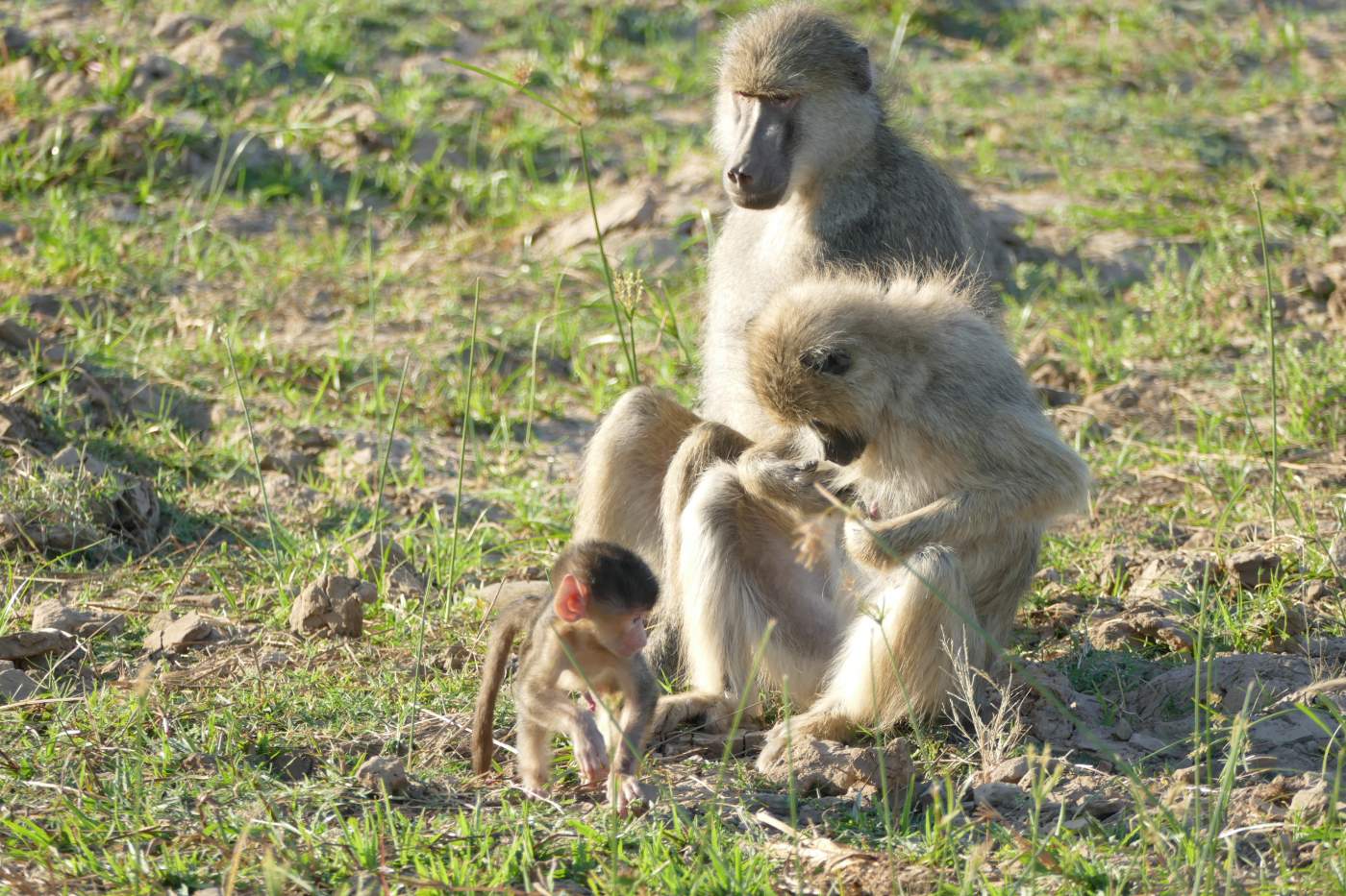 Paviane Familie in Sambia im South Luangwa Nationalpark auf Safari