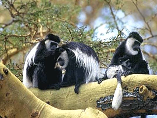 Arusha