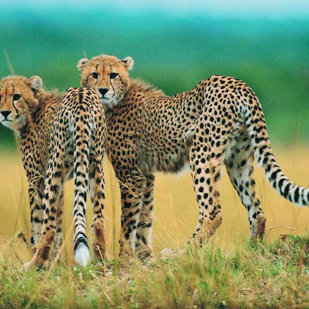 Serengeti Nationalpark