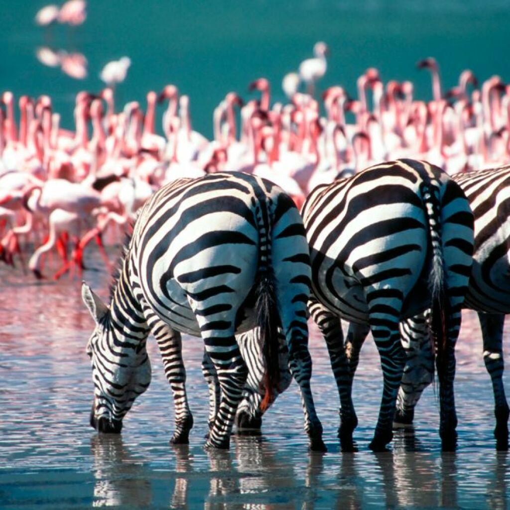 Nationalpark Lake Nakuru