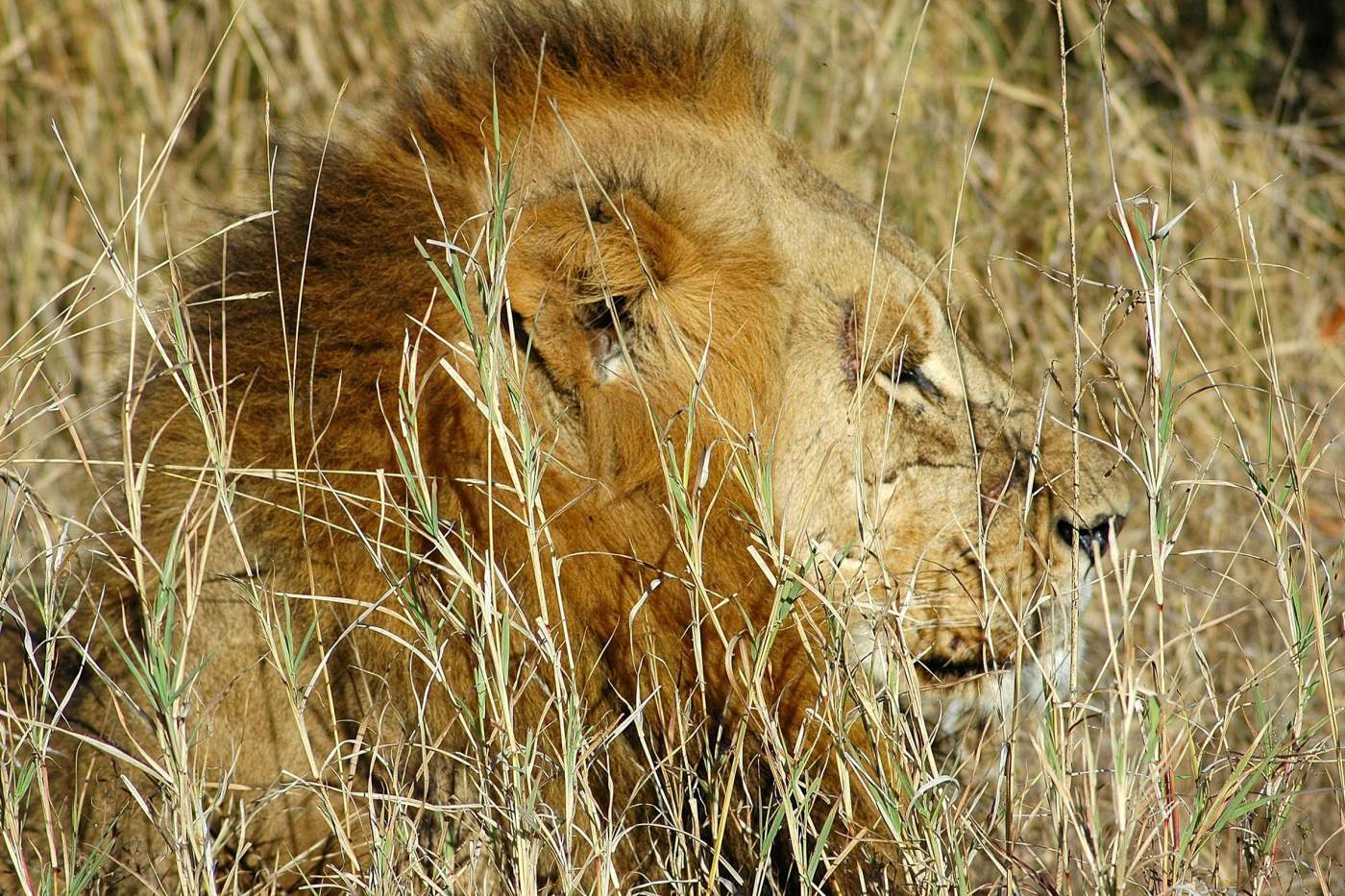 Löwe im Addo Nationalpark - Reiseveranstalter OVERCROSS