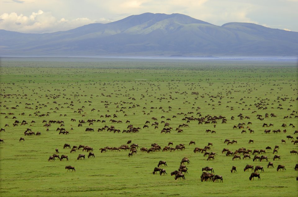Tierwanderungen in der Serengeti - Tansania