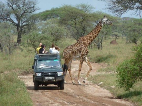 Tiere hautnah auf Safari im Manyara Nationalpark - Tansania