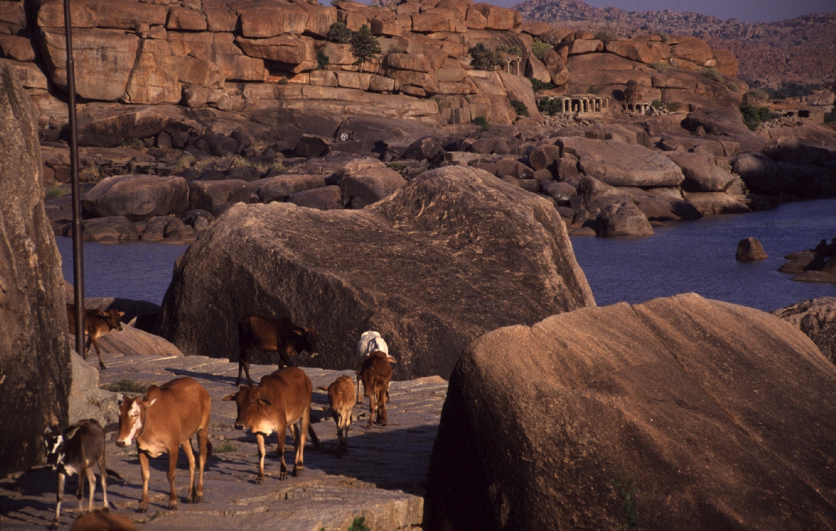Indien Reisen Tiere B&uuml;ffel