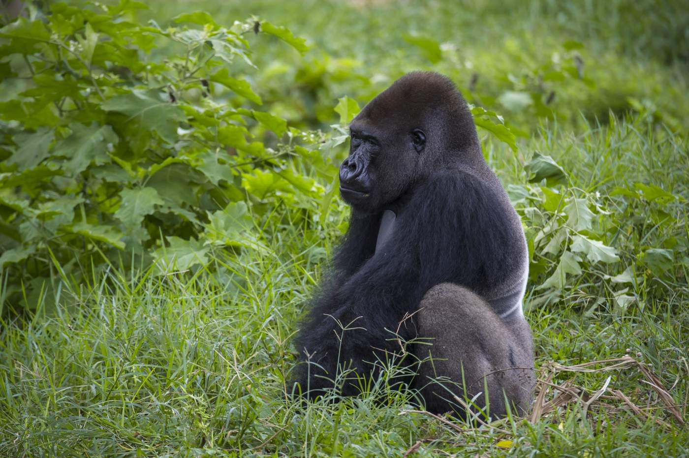 Gorillas