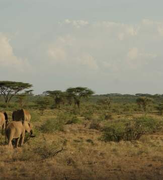 Kenias und Tansanias Rundreisen & Erlebnisreisen