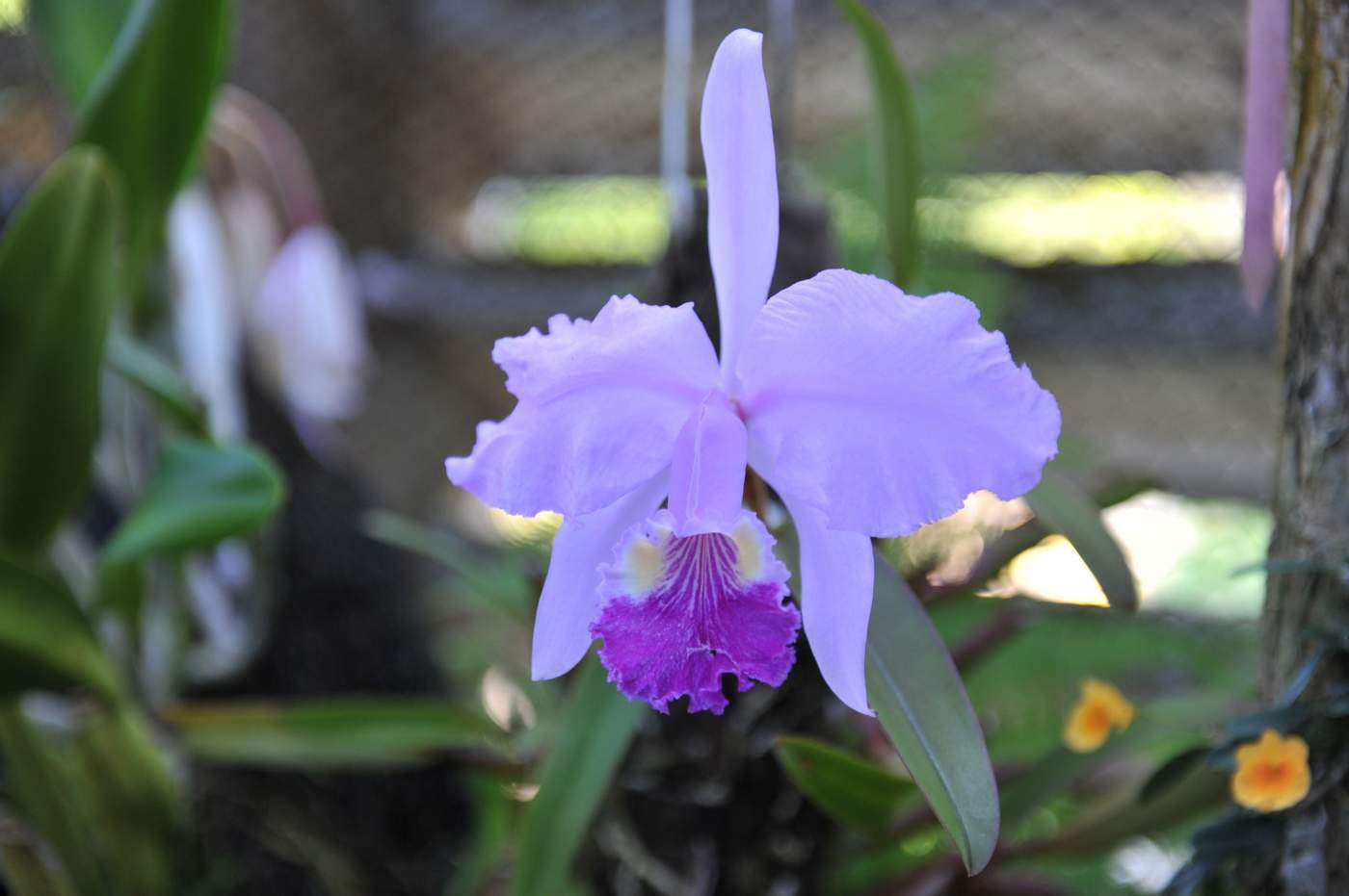 Kuba ist bekannst f&uuml;r seine Blumenvielfalt