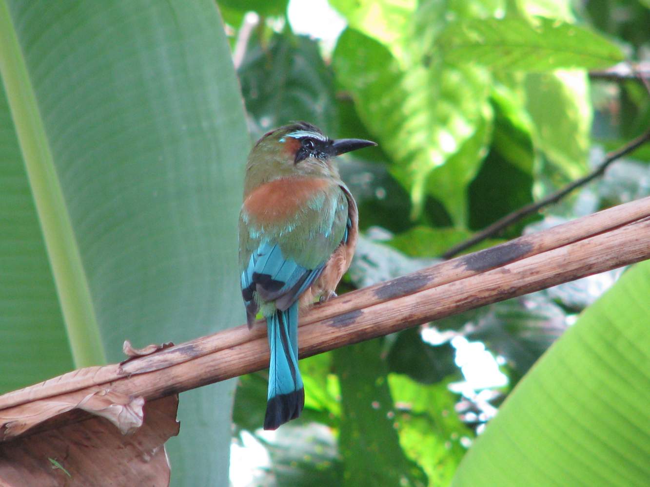 Der Nationalvogel Nicaraguas Guardabarranco