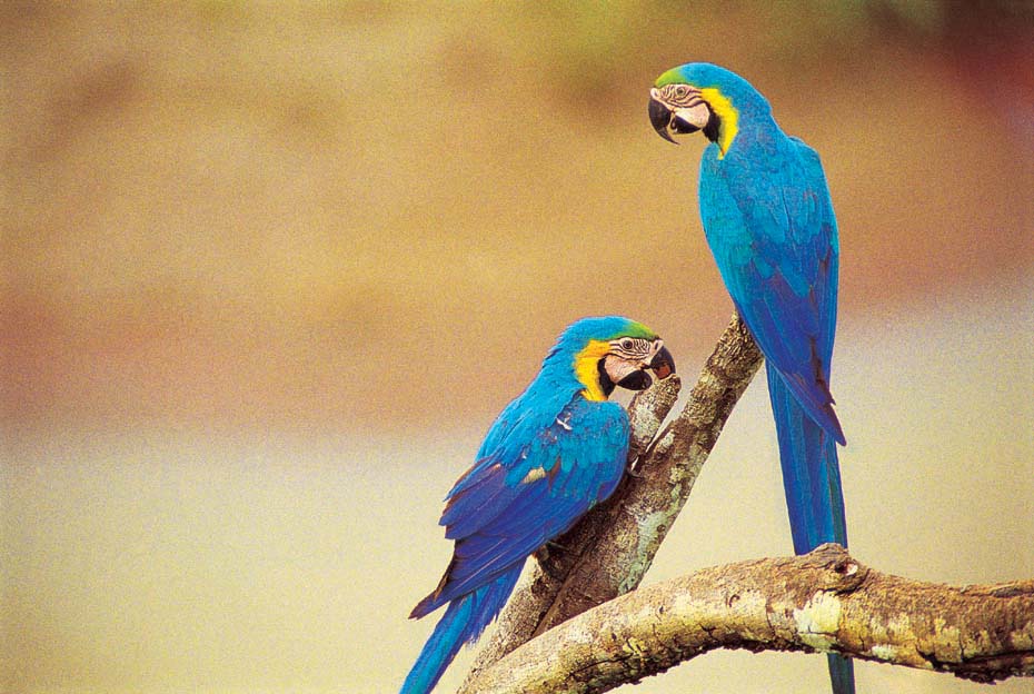 Peru: Ara auf der Motorrad Tour Peru