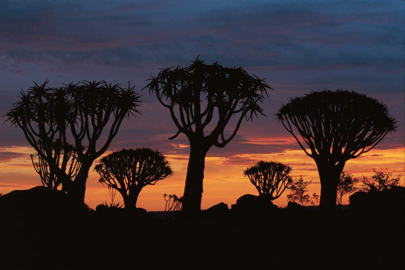 Köcherbäume im Quiver Tree Forest in Namibia, Silhouetten vor farbigem Sonnenuntergang über der Wüstenlandschaft