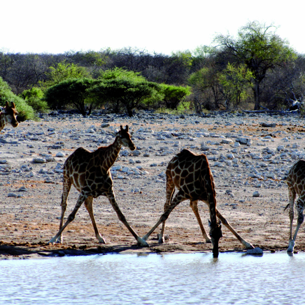 Etosha Nationalpark